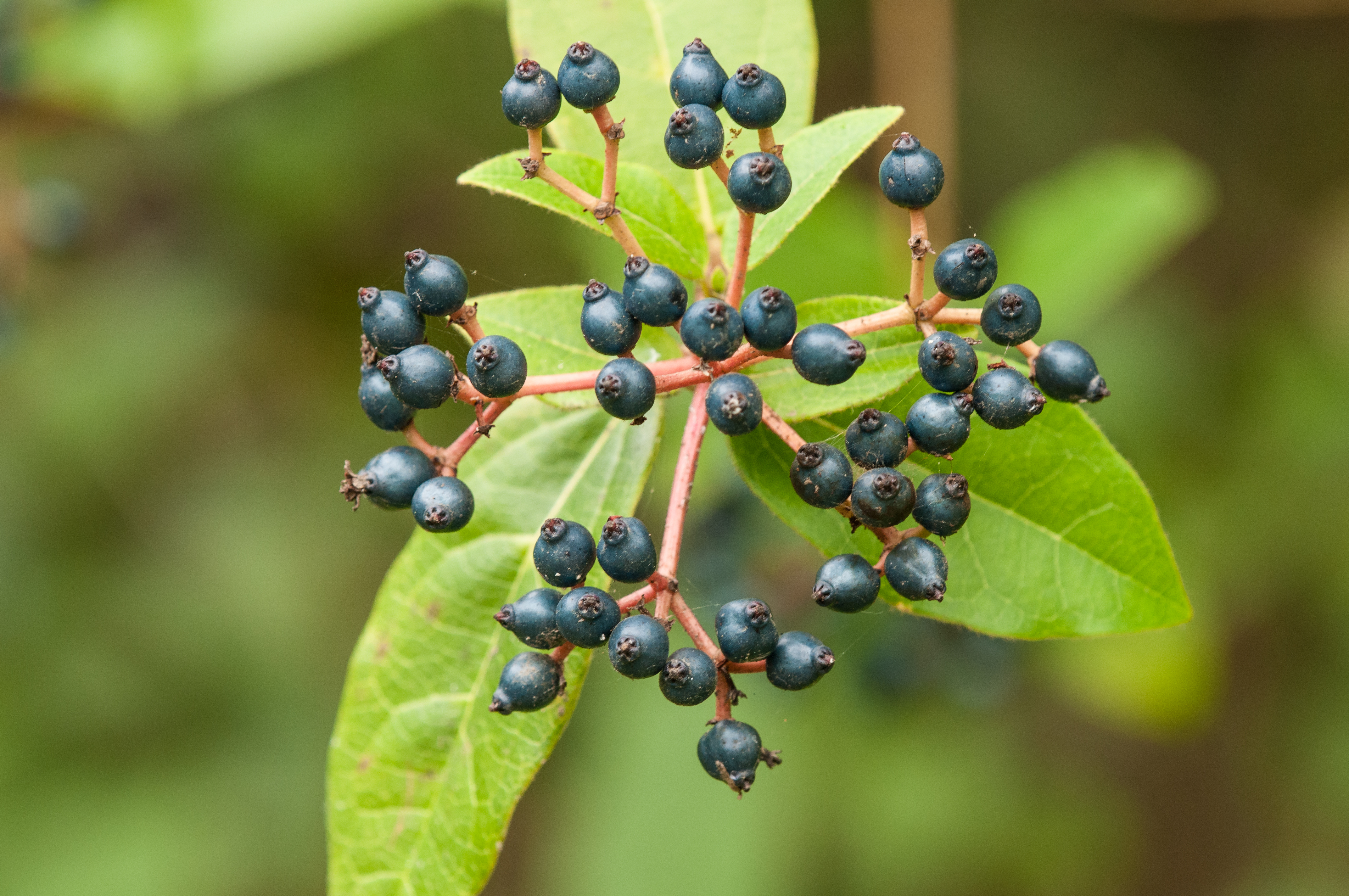 Viburnum lucidum Bush