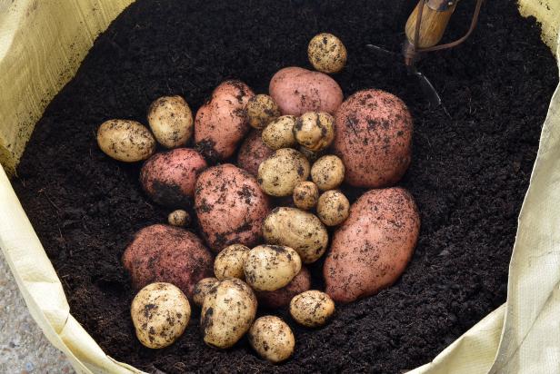 Potatoes in Grow Bag