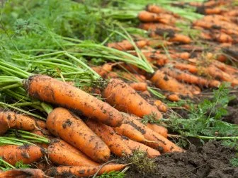 When to harvest carrots really depends on the variety that you are growing. It is important to look at the harvest dates when buying your seeds packets. Some carrots can be harvested at 58 days while others are in the 75 to 100 day time period. After planting your seeds, make a reminder on your calendar or phone for the days stated on the seed pack when they are ready to be harvested. This will serve as one way of knowing when to harvest your carrot crop.