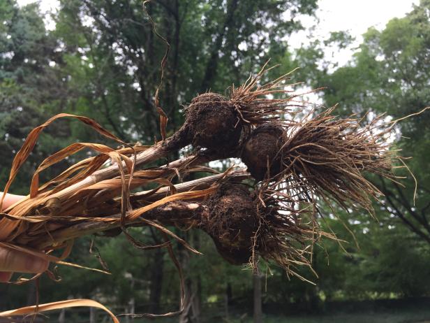 Learn When (and How) You can Harvest Your Garlic Harvesting garlic.