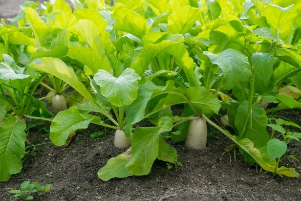 Daikon Radishes