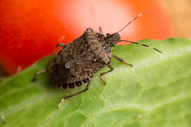 how to get rid of stink bugs that come into your house