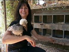 Tour and highlights of Kathy LaFleur's chicken coop in San Diego, CA. She holds one of the chickens on her arm so she can draw a mosaic picture of it to decorate her coop. 