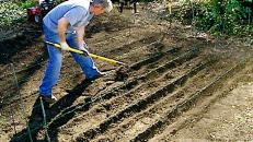 Vegetable Gardening Tips & Ideas | DIY