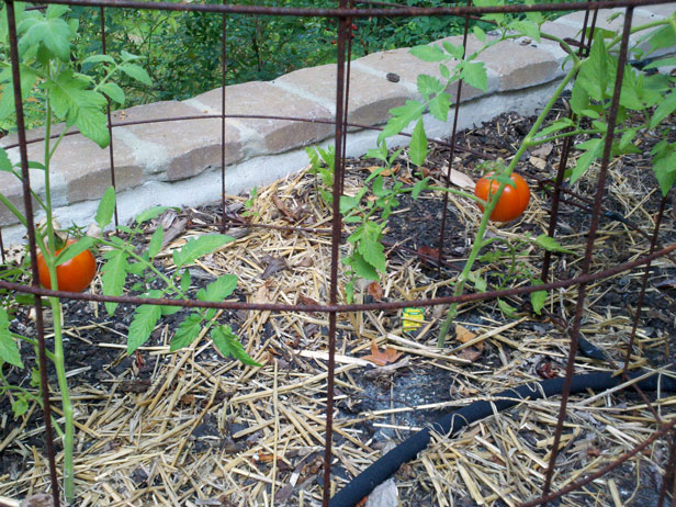 9 Tomato Planting And Growing Tips To, Coffee Grounds For Tomato Plants