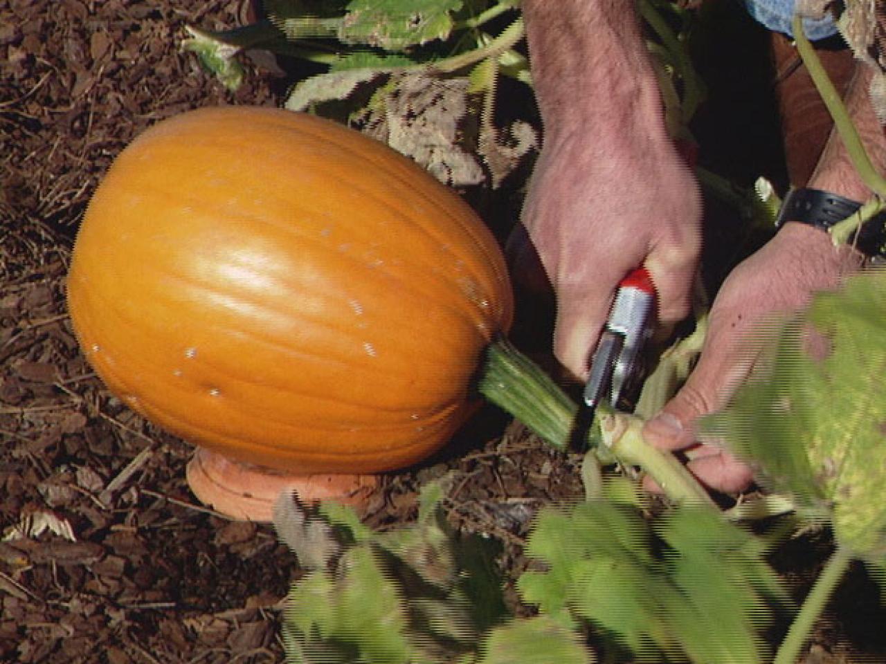 Harvesting Tips for Squash and Pumpkins | DIY