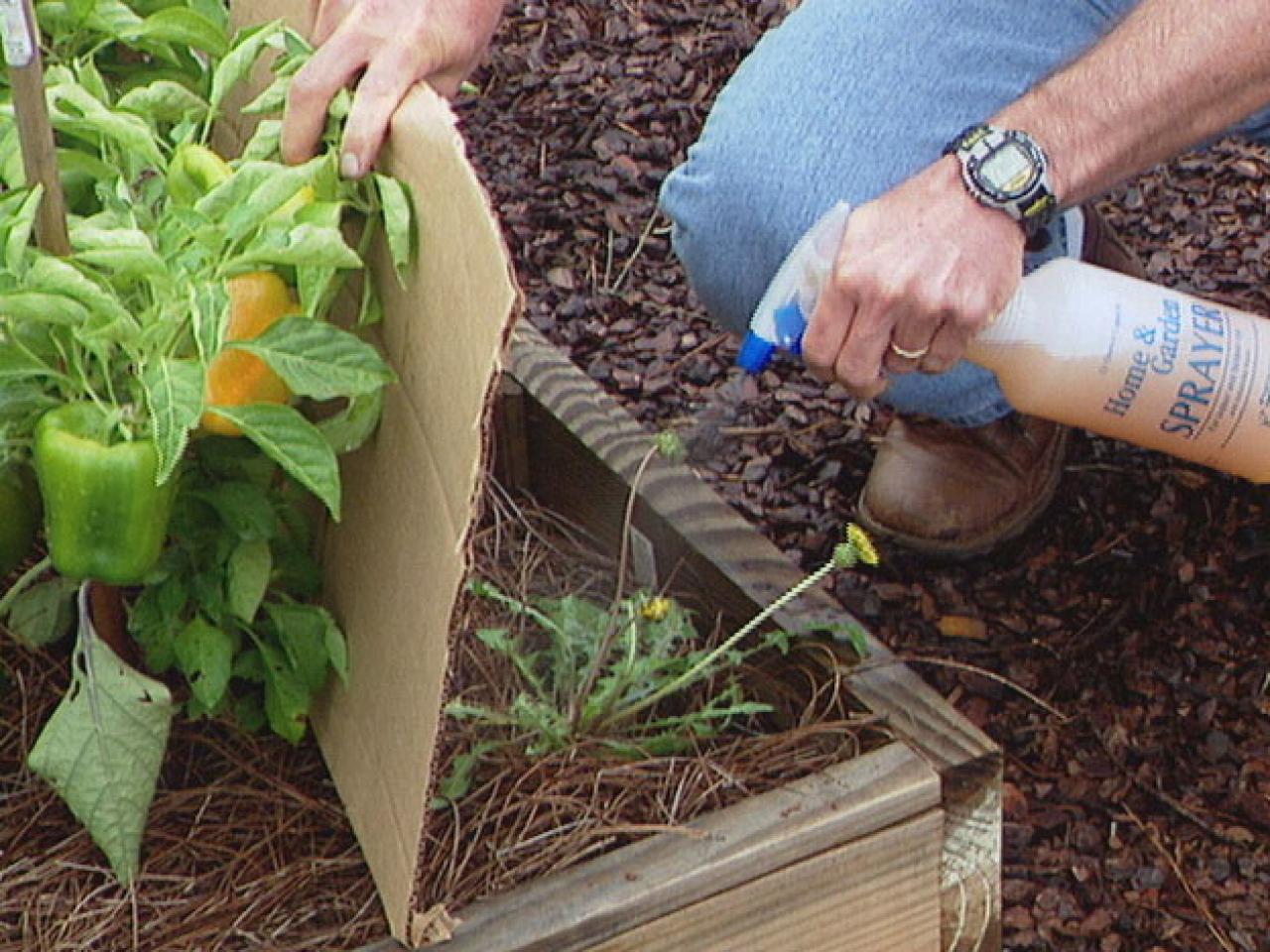 An Eco-Friendly Way to Win the War against Weeds | DIY