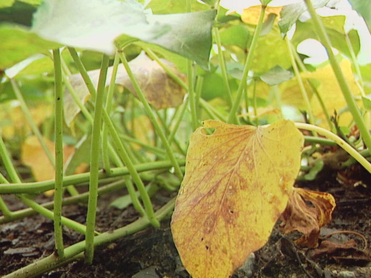 How To Fight Sweet Potato Wilt And Other Diseases Diy