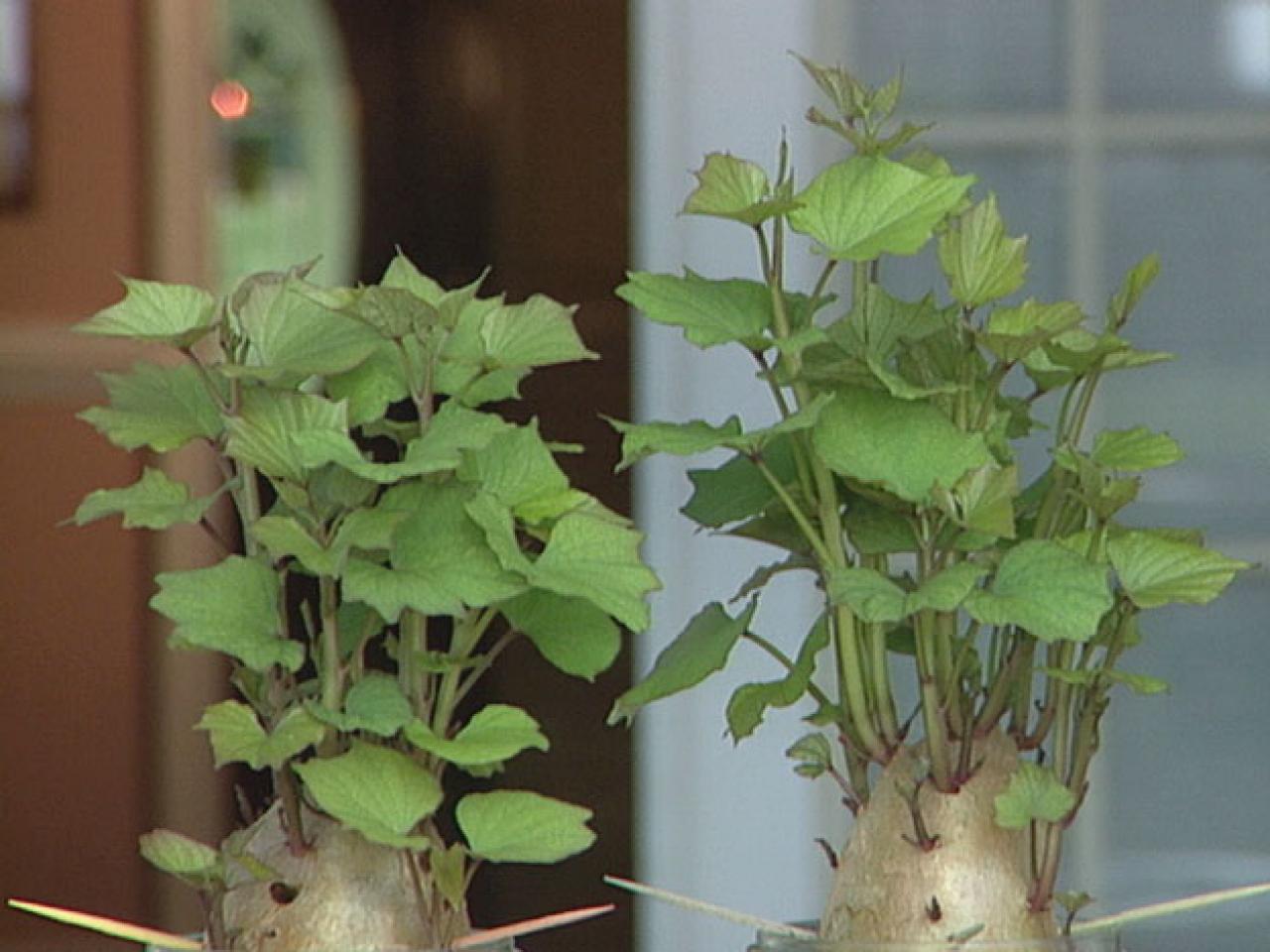 How To Grow Sweet Potato Plants Diy