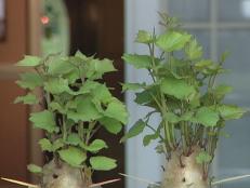How To Grow Purple Sweet Potatoes Diy How To Grow Sweet Potato Plants