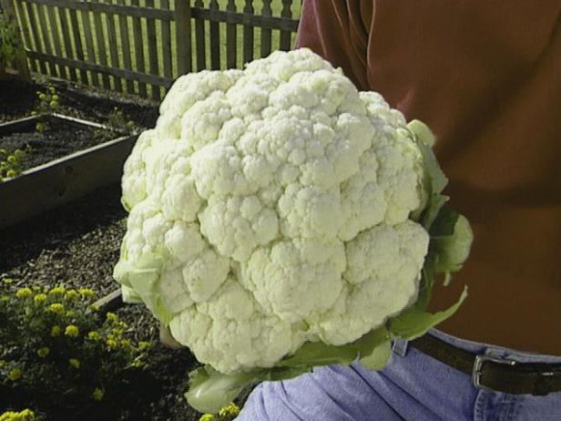 How To Grow Cauliflower How Tos Diy