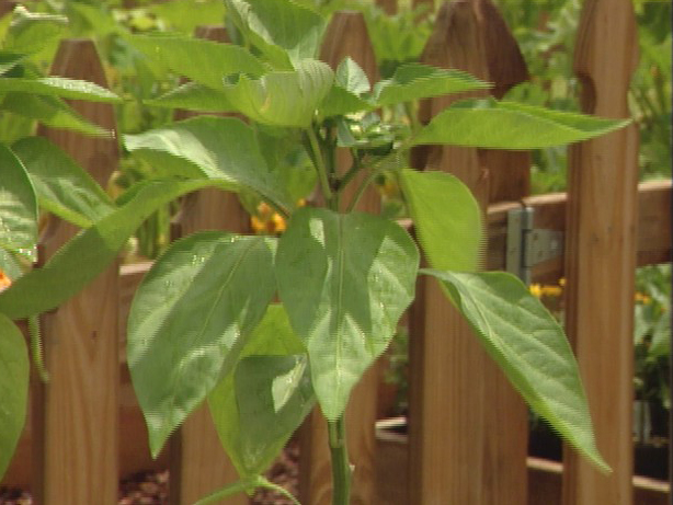 pepperoncini seedling