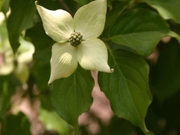 kousa dogwood is noted for white flowers