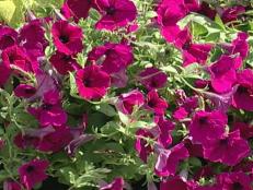 Easy-care petunias can't get enough of the sun. Plant petunia flowers in pots, hanging baskets or beds for vibrant summer color.