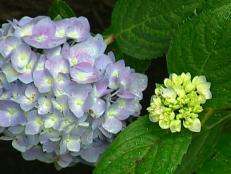 is a hydrangea poisonous to dogs