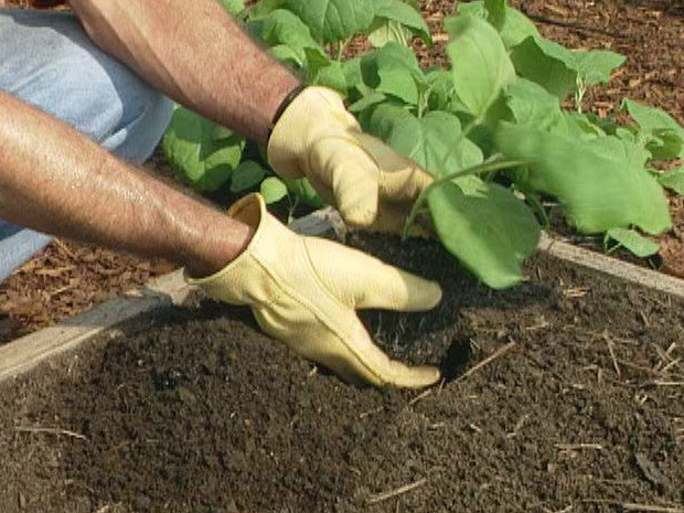 fertilizer for transplanting seedlings