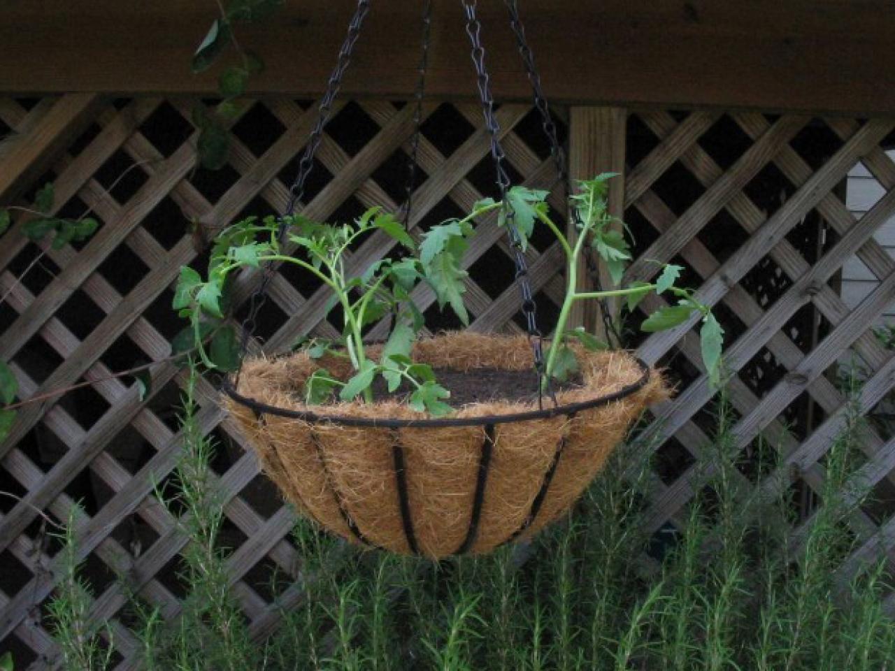 How To Grow Tomatoes In A Hanging Basket How Tos Diy,Steam Carrots In Microwave