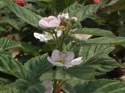 picture Do Blackberries Need Full Sun To Grow how to plant blackberries how tos diy