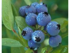 northsky blueberry has colorful fall foliage