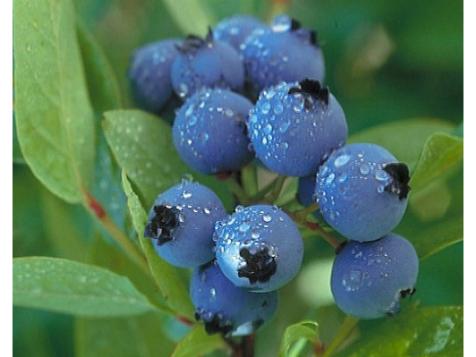 Q&A: Blueberries for the Southwest
