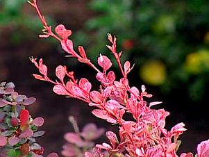 rose glow japanese barberry can be invasive
