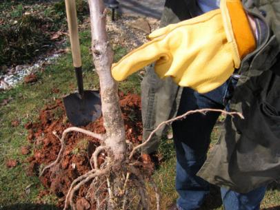 How To Grow Cherries How Tos Diy