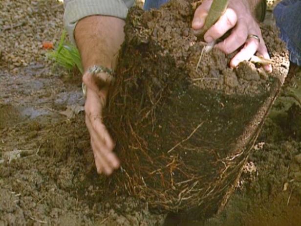 prepare root ball for planting