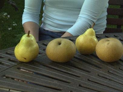 How To Grow Asian Pears How Tos Diy