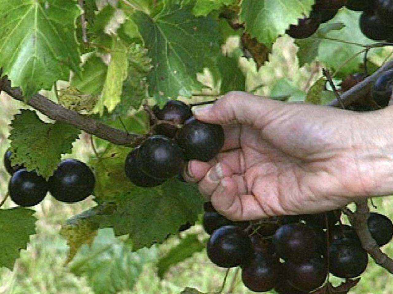 How to Grow Muscadine Grapes | how-tos | DIY