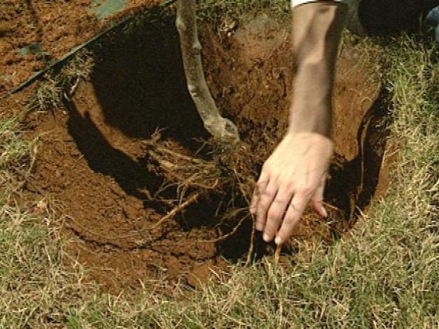 How To Grow Apples How Tos Diy