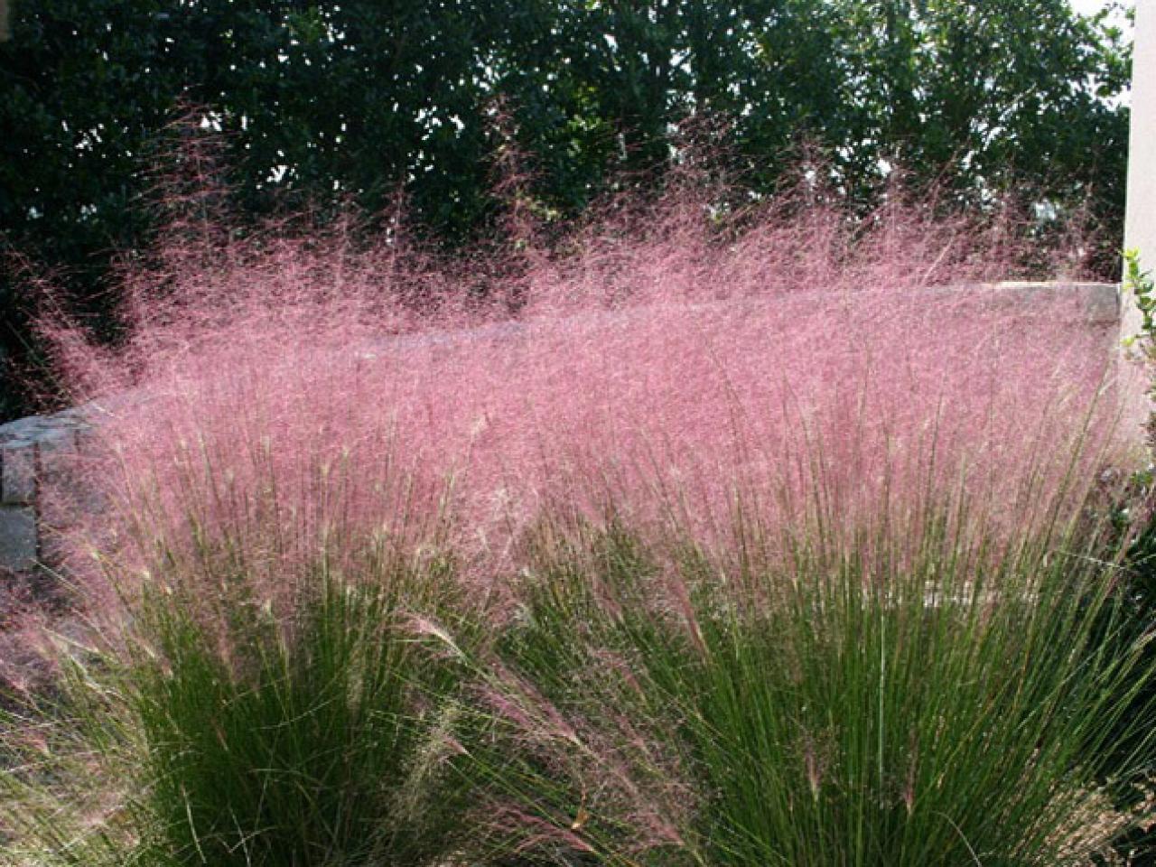 Shrubs Grasses And Flowers Diy