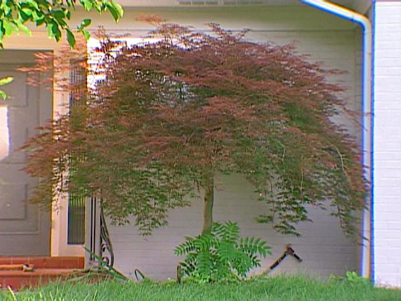 How To Transplant A Japanese Maple How Tos Diy