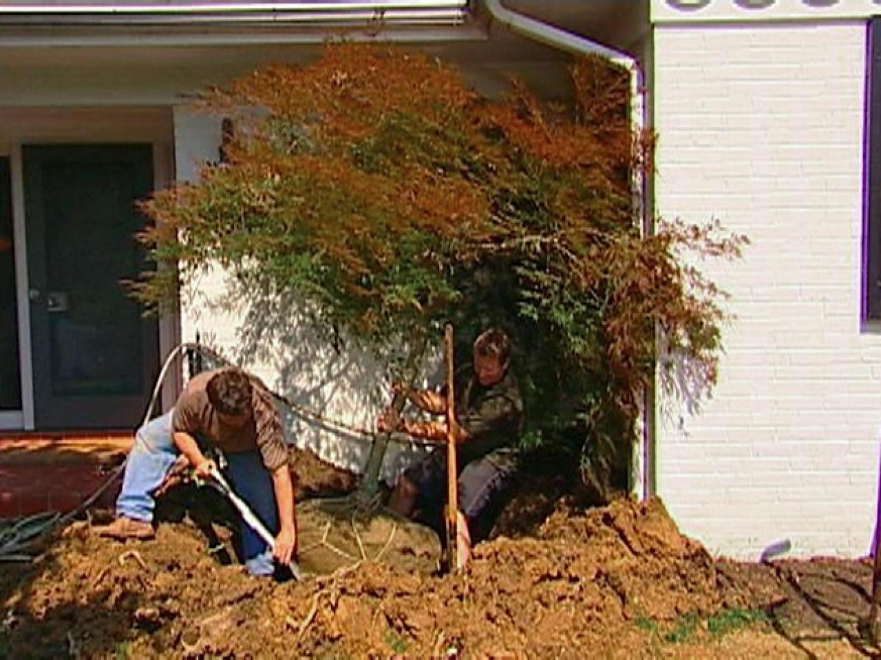 How To Transplant A Japanese Maple How Tos Diy