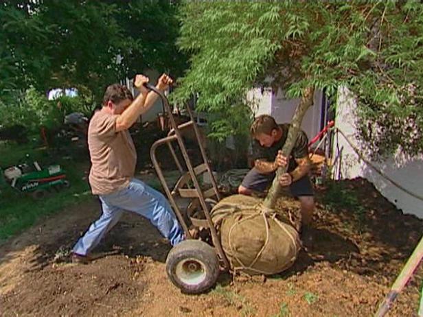 How To Transplant A Japanese Maple How Tos Diy