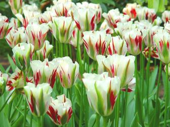 SH07H139YARDSMART Aug. 13, 2007 -- Candy-cane red-striped tulips such as Marilyn and Flaming Spring Green are the hot trend for 2008 gardens. (SHNS photo courtesy Maureen Gilmer)

                               