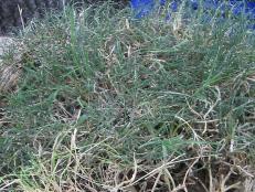 dtdo124_weeds_bermuda-grass