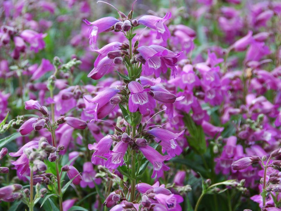 PENSTEMON HARDY PERENNIAL PLANT SEEDS TWO TYPES TO CHOOSE