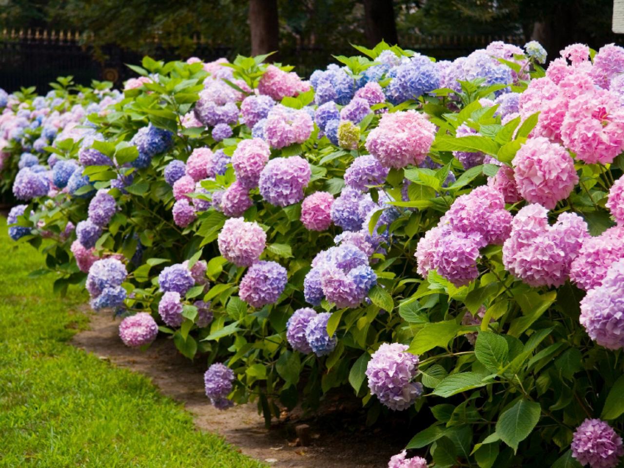 Pruning Hydrangeas Diy