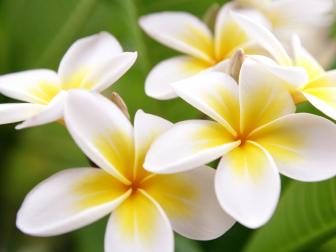 The Tropical Plumeria flower is native to Mexico, Venezuela and Central America. This flower is also grown abundantly in Hawaii to the extent that it is even considered to be the original location of the Tropical Plumeria flower. This flower is considered by many to be a symbol of life and even the arrival of spring. The Tropical Plumeria tree can grow to a height of around 30 feet. It has a broad canopy that is really wide. The shape of the leaves varies as per the different species of the Plumeria plant. Every species has its own distinct growth habits. On an average, the leaves of the Tropical Plumeria plant tend to have a dull green shade but are glossy in texture. The width of the leaves may vary from 2-4 inches or 8-12 inches.