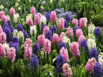 Garden of Just Bloomed Hyacinths. All in perfect condition. Beginning of April. One of the first spring flower bulbs to bloom.
