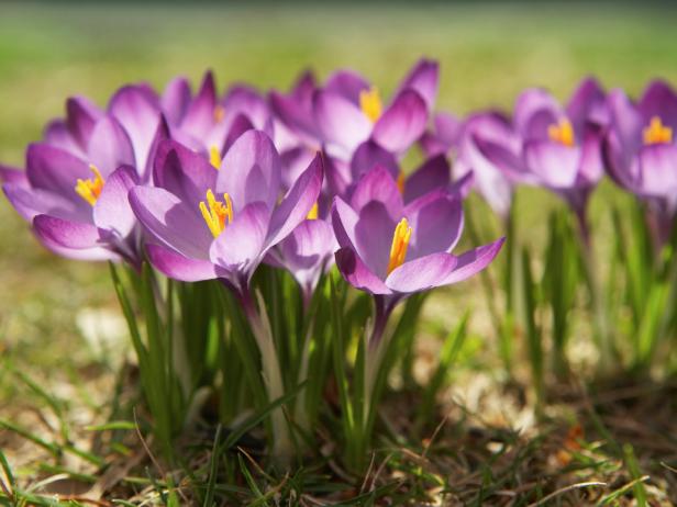 violet crocus flower - Blooming very early in the spring, our Crocus Bulbs come in many sizes and colors. 
