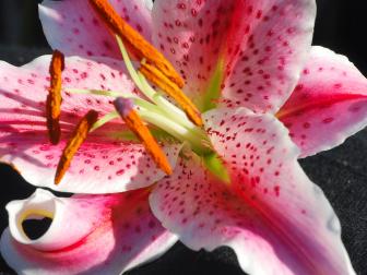 One of the most stunning and perhaps most celebrated lily varieties is the stargazer lily. Known for its striking blooms and heavenly scent. The lily has appeared as a deeply spiritual and philosophical metaphor - spectacular blooms, which can range in color from pure white to the more familiar shades of deep pink.