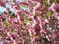 27 Flowering Trees for Year-Round Color