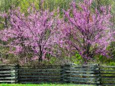 Redbud Trees along the scenic Natchez Trace Parkway, TN - The splendid purple-pink flowers appear all over the tree in spring, just before the leaves emerge. Eastern Redbud has an irregular growth habit when young but forms a graceful flattopped vase-shape as it gets