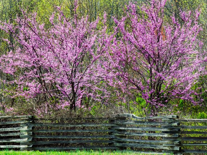 Redbud Trees along the scenic Natchez Trace Parkway, TN - The splendid purple-pink flowers appear all over the tree in spring, just before the leaves emerge. Eastern Redbud has an irregular growth habit when young but forms a graceful flattopped vase-shape as it gets