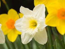 Daffodil flowers have a trumpet-shaped structure set against a star-shaped background. 