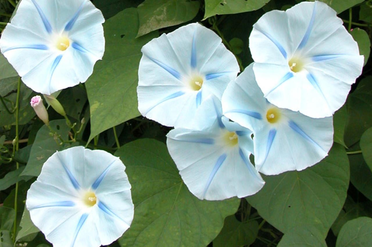 Do Sweet Potatoes Flower Diy