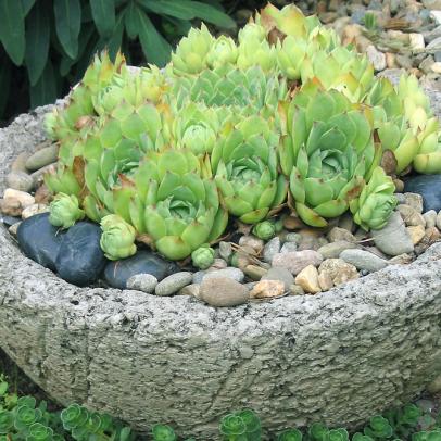 Succulent Gardening, Landscaping Ideas With Rocks And Succulents