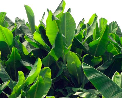 Winter Hardy Tropical Plants Diy