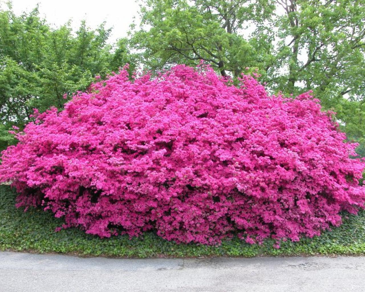 Names Of Red Flowering Shrubs